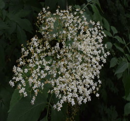 Elderberry
