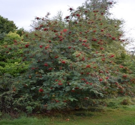 Rowan / Whitebeam / Service
